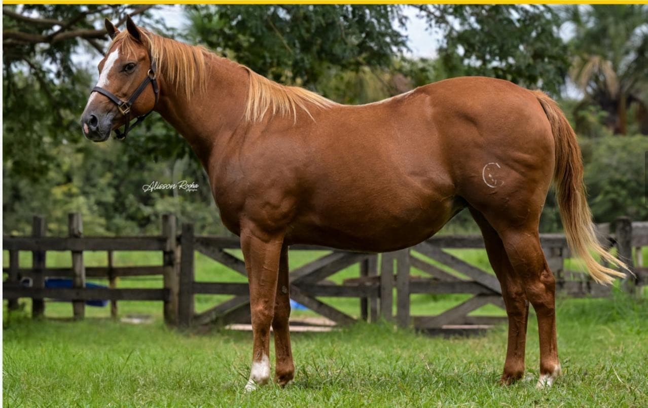 APOLLO PERRY CMV — Matriz Quarto de Milha do Haras Romanini