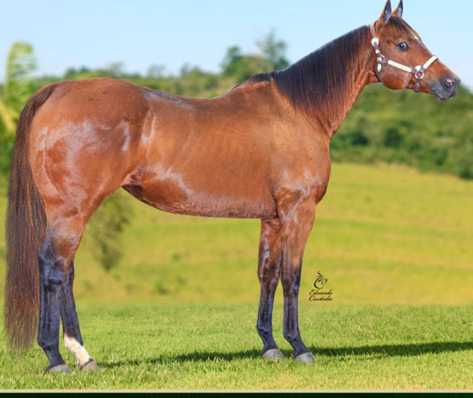 ELETRIKA BRYAN PK — Matriz Quarto de Milha do Haras Romanini