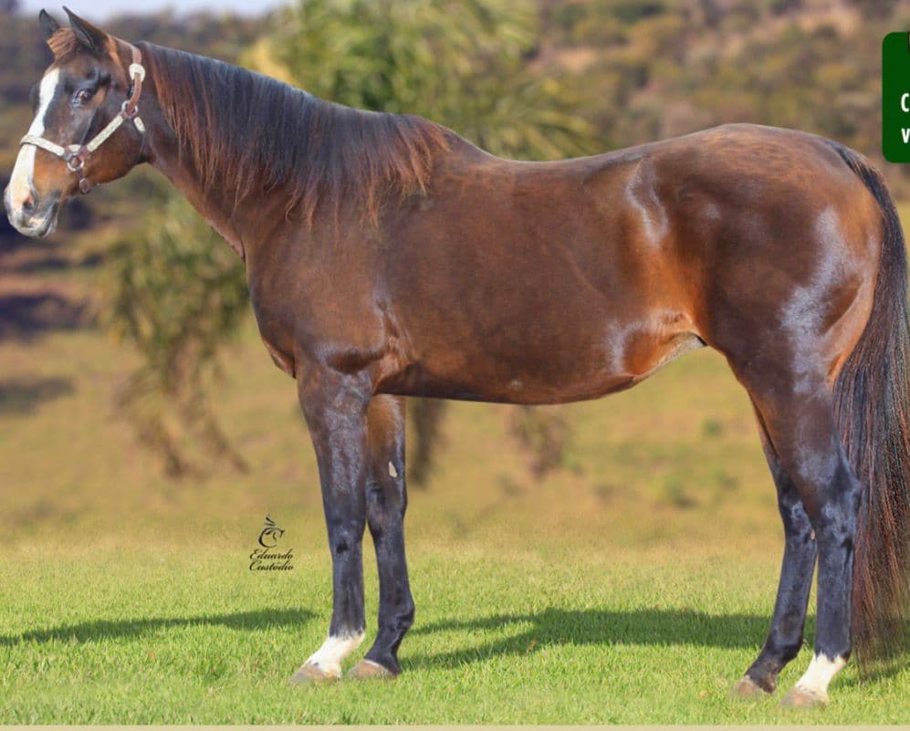 HOLLANDIZA PK — Matriz Quarto de Milha do Haras Romanini