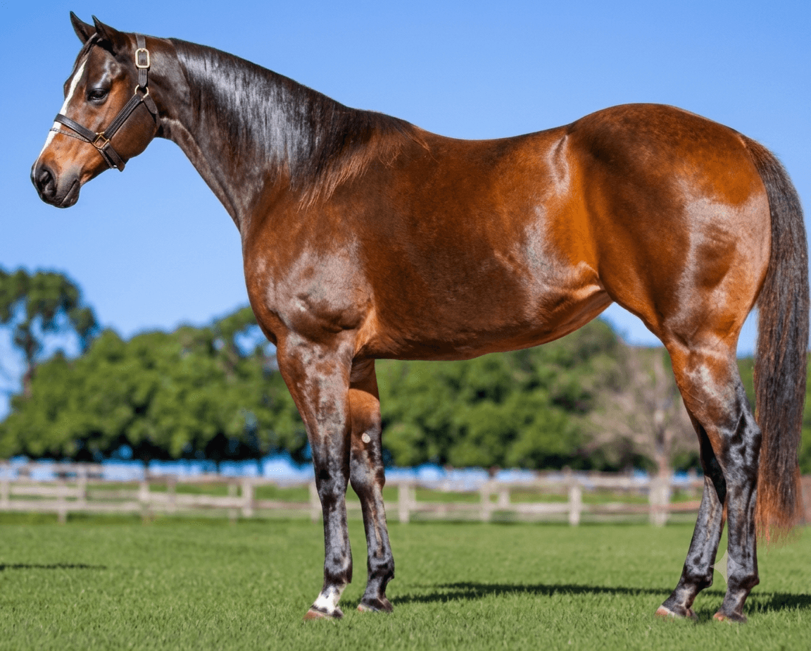 INFINITY CORONA HF — Matriz Quarto de Milha do Haras Romanini