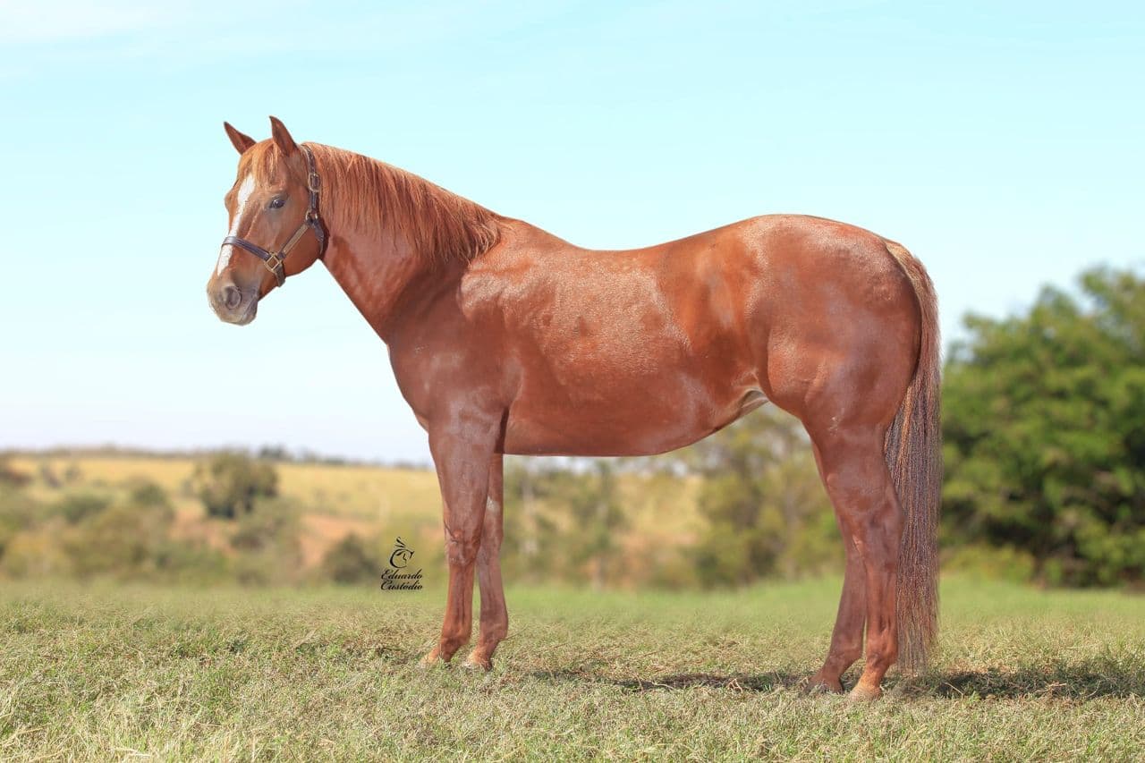 PROIBIDA DESIGNER — Matriz Quarto de Milha do Haras Romanini